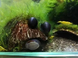 slimak-helmet-military-na-glony-zestaw-10-sztuk