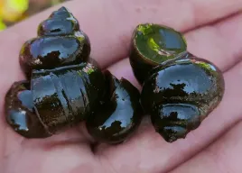 5-x-slimak-do-oczka-zyworodka-pospolita-filtruje