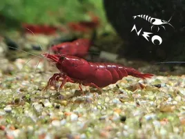 krewetki-czerwone-20-2-szt-gwarancja-bloody-mary-krewetka-red-cherry