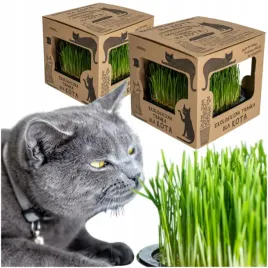 2x-eko-trawka-dla-kota-trawa-odklaczajaca-przysmak-ekologiczna