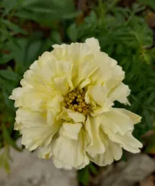 50-nasion-aksamitka-albatros-tagetes
