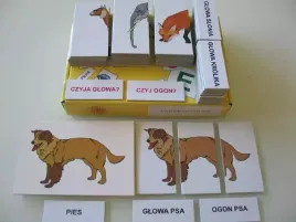 zestaw-dydaktyczny-czyja-glowa-czyj-ogon