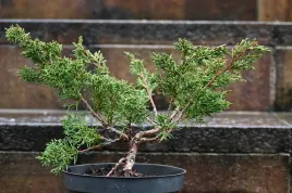 jalowiec-chinski-shimpaku-juniperus-chinensis-0058