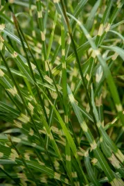 miskant-chinski-little-zebra-miscanthus-sinensis