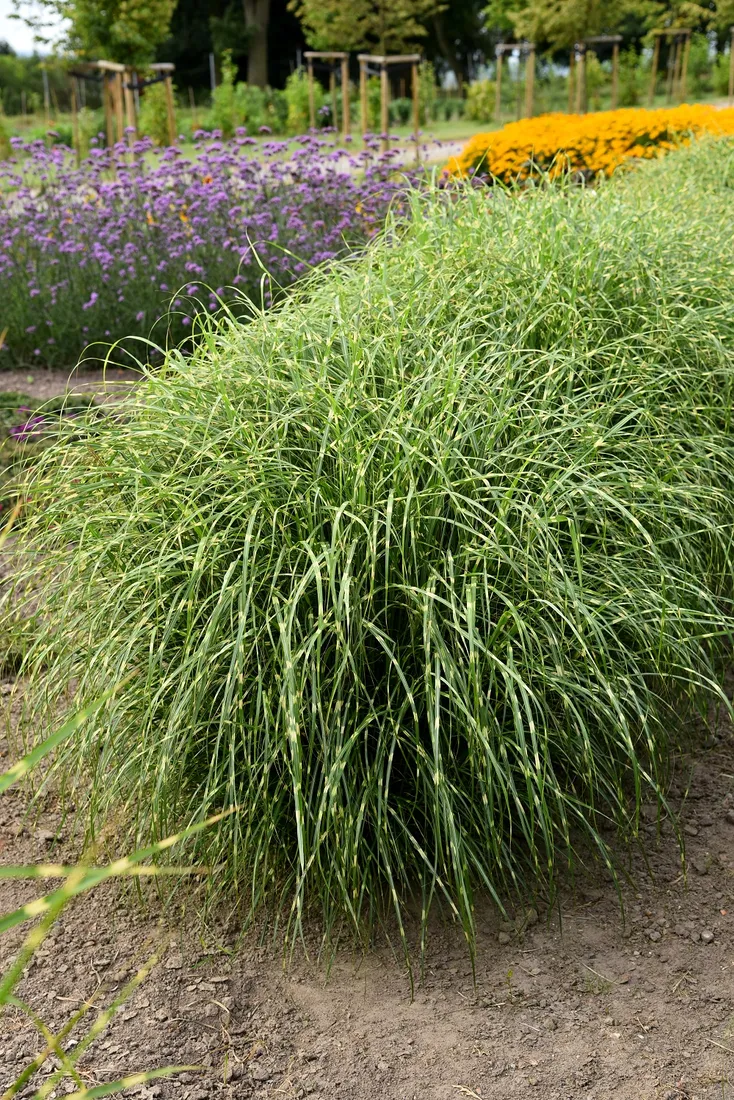 miskant-chinski-little-zebra-miscanthus-sinensis-styl-ogrod-nowoczesny