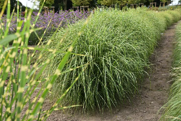miskant-chinski-little-zebra-miscanthus-sinensis-roslina-w-postaci-sadzonka-w-pojemniku-do-05l