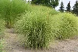 miskant-chinski-little-zebra-miscanthus-sinensis-cechy-charakterystyczne-proste-w-pielegnacji-lubiace-slonce