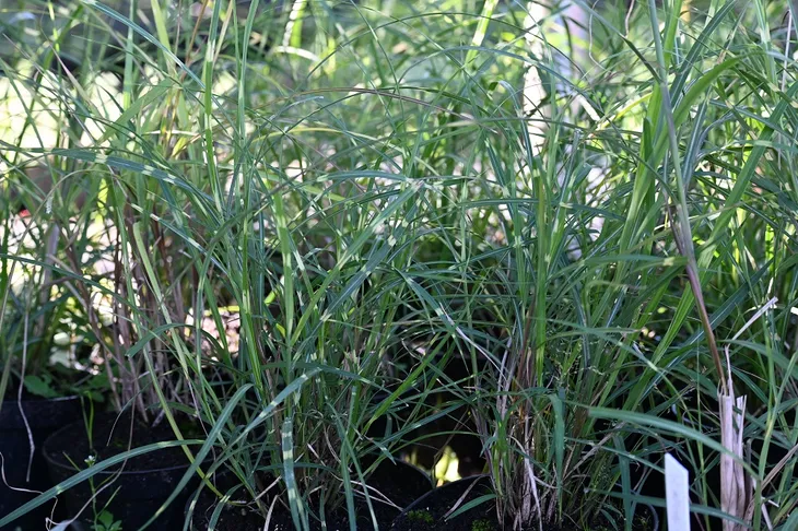 miskant-chinski-little-zebra-miscanthus-sinensis-producent-greenflora
