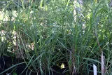 miskant-chinski-little-zebra-miscanthus-sinensis-producent-greenflora