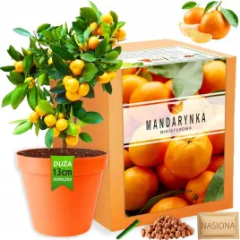 zestaw-do-uprawy-roslin-mandarynka-nasiona-drzewko-mandarynkowe
