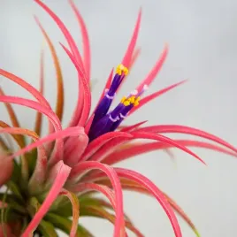 tillandsia-oplatwa-ionantha-intensywnie-czerwona-w-zimowym-opakowaniu