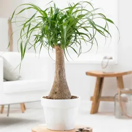 nolina-wygieta-noga-slonia-beaucarnea-recurvata