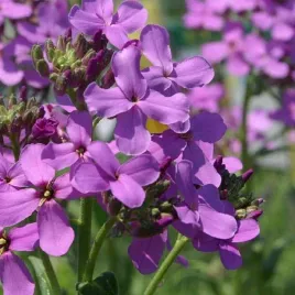 150-nasion-wieczornik-damski-hesperis-matronalis