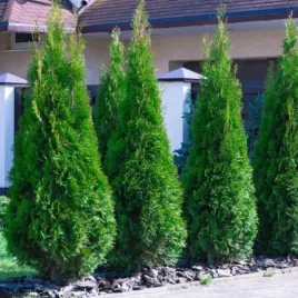 tuja-smaragd-doniczka-c2-zimozielony-iglak-60-80cm