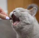 urinovet-cat-dilution-45-kapsulek-stan-nowy