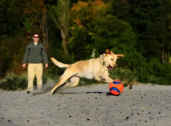 chuckit-kick-fetch-small-251101