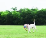 chuckit-rope-fetch-32220