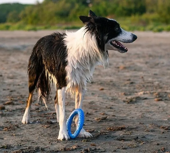 kiwi-walker-let-s-play-ring-maxi-niebieski