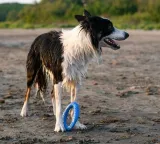 kiwi-walker-let-s-play-ring-maxi-niebieski