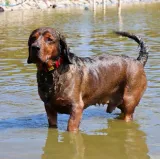 dingo-obroza-scandi-40cm-75cm-czerwona-stan-nowy
