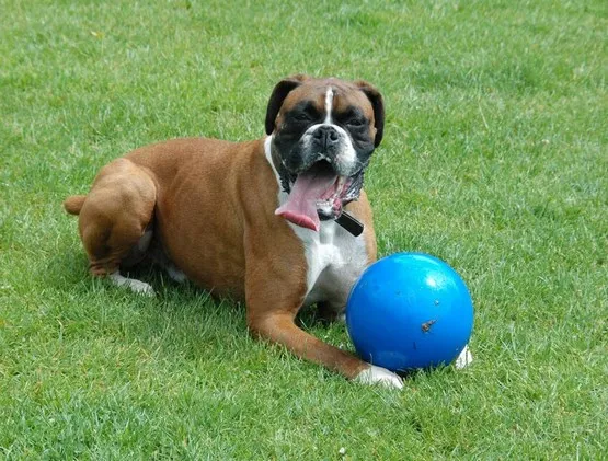 boomer-ball-m-6-15cm-niebieska