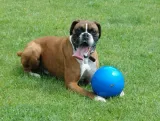 boomer-ball-m-6-15cm-niebieska