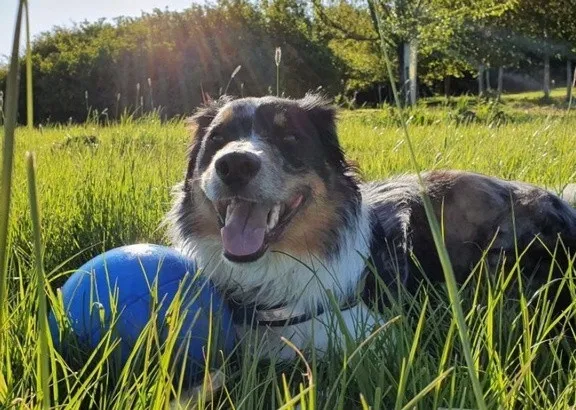 boomer-ball-m-6-15cm-niebieska