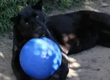 boomer-ball-m-6-15cm-niebieska