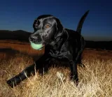 chuckit-max-glow-ball-medium-32313