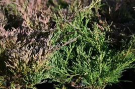 jalowiec-plozacy-plumosa-juniperus-horizontalis-plumosa