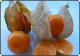 30-x-miechunka-peruwianska-rodzynek-brazylijski-physalis-peruviana