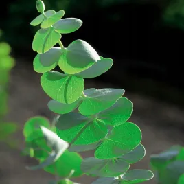 eukaliptus-wlasciwy-nasiona-eukaliptusa-nasiona-egzotyczne-odporne