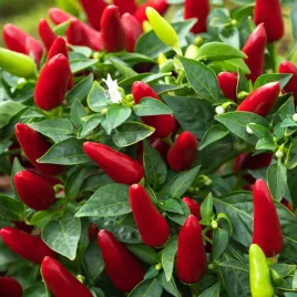 papryka-ostra-yvona-wczesna-bardzo-ostra-nasiona-warzyw-papryki