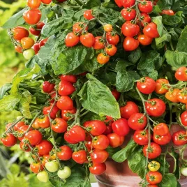 pomidor-gartenperle-drobny-do-uprawy-doniczkowej-nasiona-pomidorow-pomidory