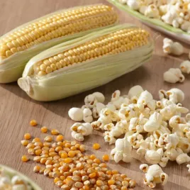 kukurydza-pekajaca-jantar-na-popcorn-nasiona-kukurydzy