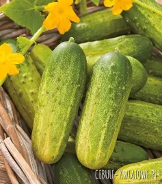 ogorek-julian-f1-srednio-wczesna-plenny-odporny-nasiona-ogorkow