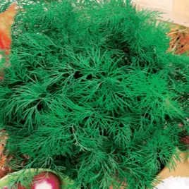 koper-ogrodowy-krezus-szybki-gesty-wzrost-idealny-do-ogorkow-nasiona-kopru