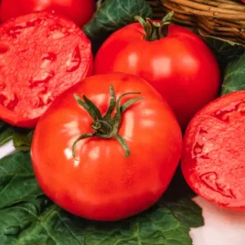 pomidor-karlowy-poranek-wczesny-czerwony-bardzo-smaczny-pomidory-nasiona