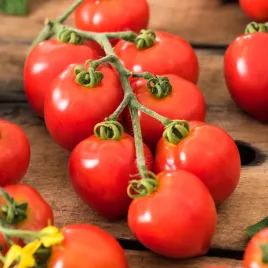 pomidor-wysoki-drobnoowocowy-idyll-sredniopozny-wysoki-czerwony-pomidory