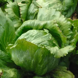 salata-krucha-juleczka-wczesna-zielona-nasiona-warzyw-salaty-smaczna