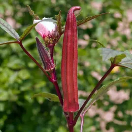 okra-burgundy-nasiona-ketmia-jadalna-warzywo-roslina-ziola