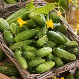 ogorek-gruntowy-tarot-f1-swieze-nasiona-ogorkow-ogorki-odporne-plenne