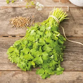 kolendra-siewna-aromatyczny-smak-super-przyprawa-nasiona-ziol-ziola