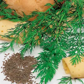 kminek-zwyczajny-mrozoodporny-niesamowity-zapach-nasiona-ziol-ziola
