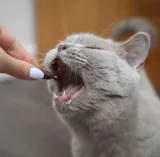 urinovet-cat-45-tabletek-kod-producenta-5902768346145