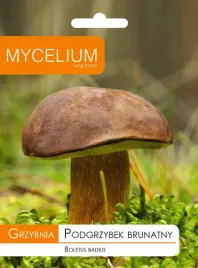 grzybnia-podgrzybek-brunatny-grzyby-w-ogrodzie