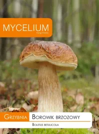 borowik-brzozowy-grzybnia-grzyby-lesne-mycelium