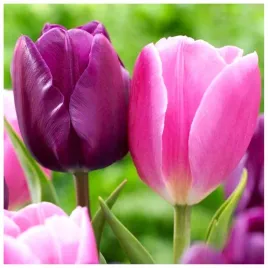 tulipan-cebulki-kolory-fioletu-roz-mix-50-szt-gratis