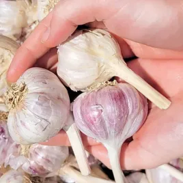 czosnek-harnas-ozimy-polskie-glowki-mocny-aromat-zimowy-20-szt