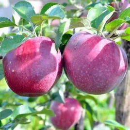 jablon-malinowka-oberlandzka-smak-malin-pyszna